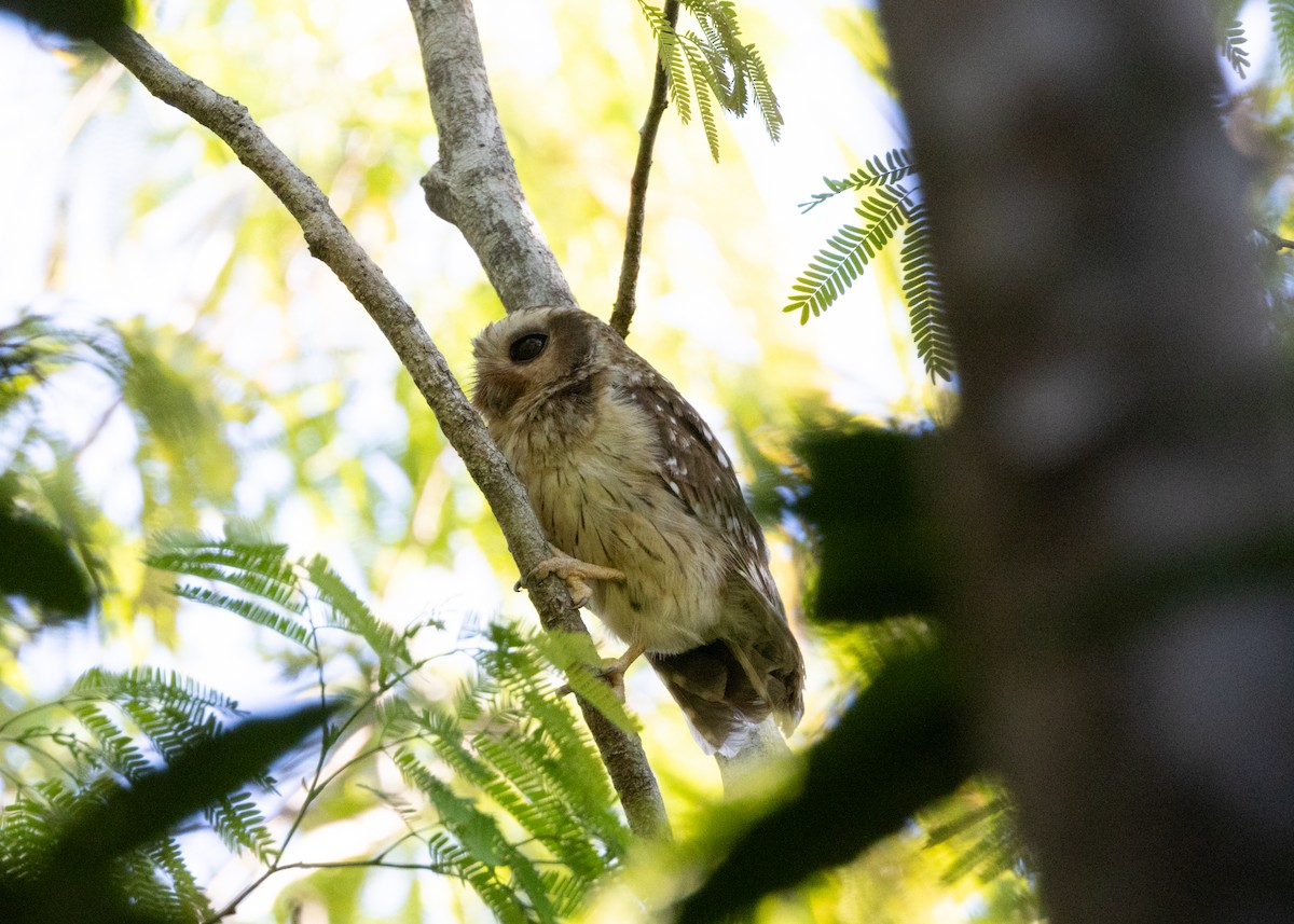 Bare-legged Owl - ML618462811