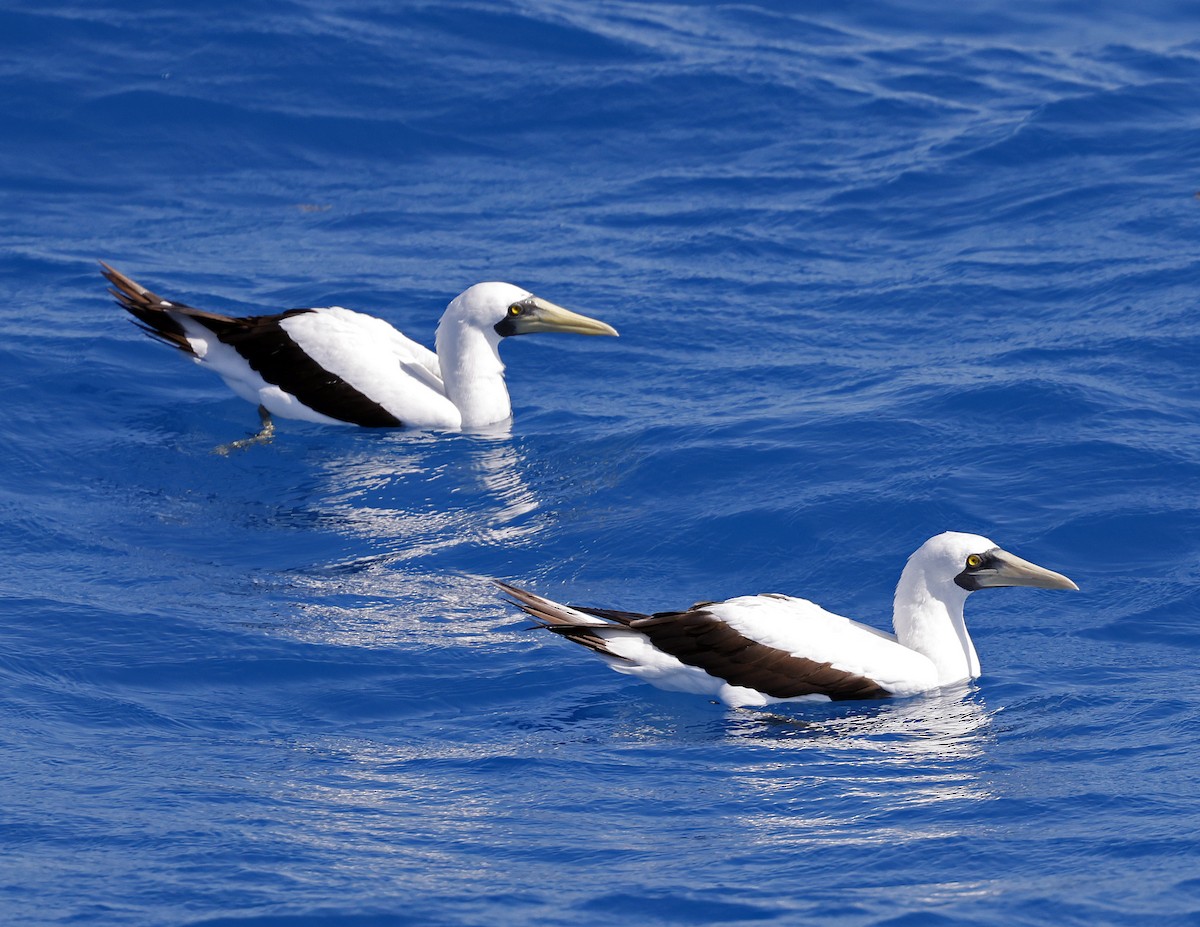 Masked Booby - ML618462878