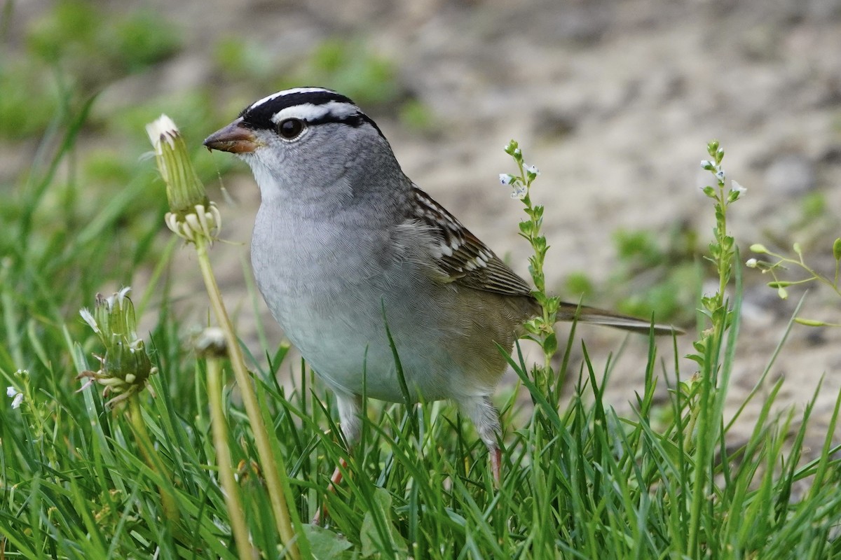 White-crowned Sparrow - ML618462890