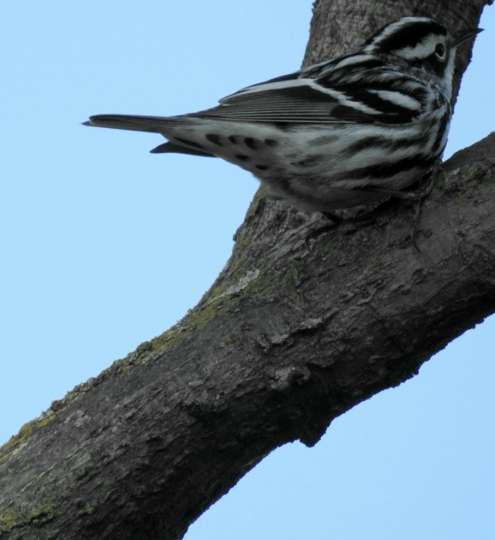 Black-and-white Warbler - ML618462913