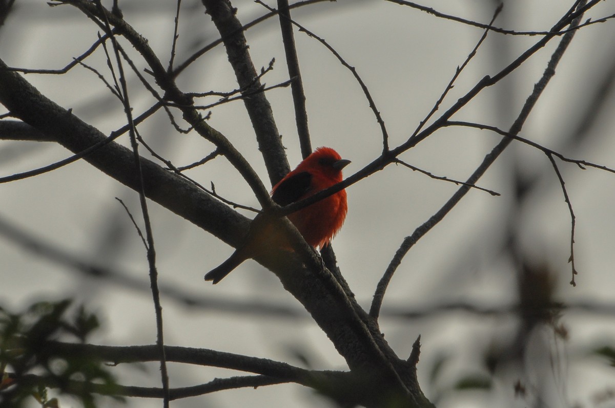 Scarlet Tanager - ML618462940