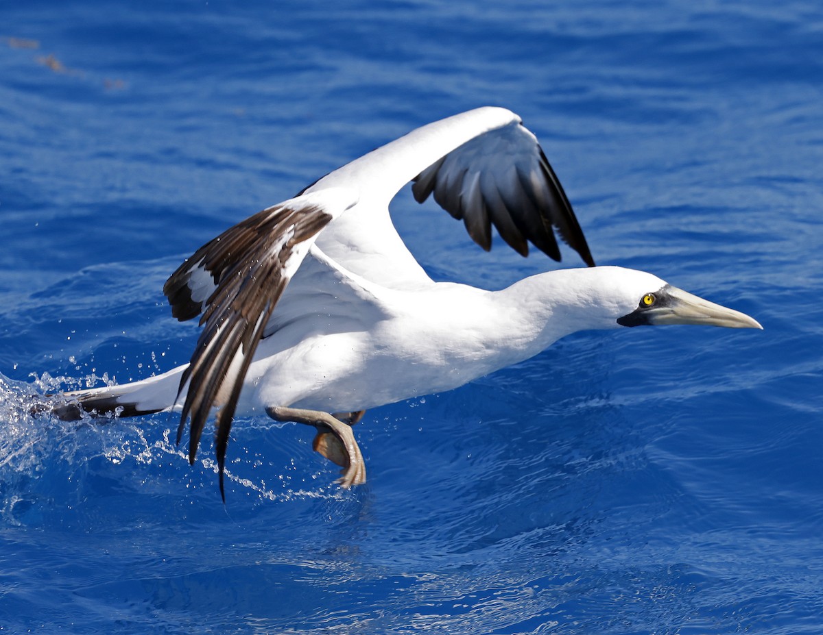 Masked Booby - ML618462978