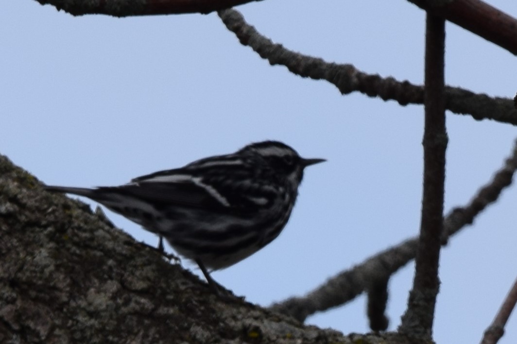 Black-and-white Warbler - ML618462999