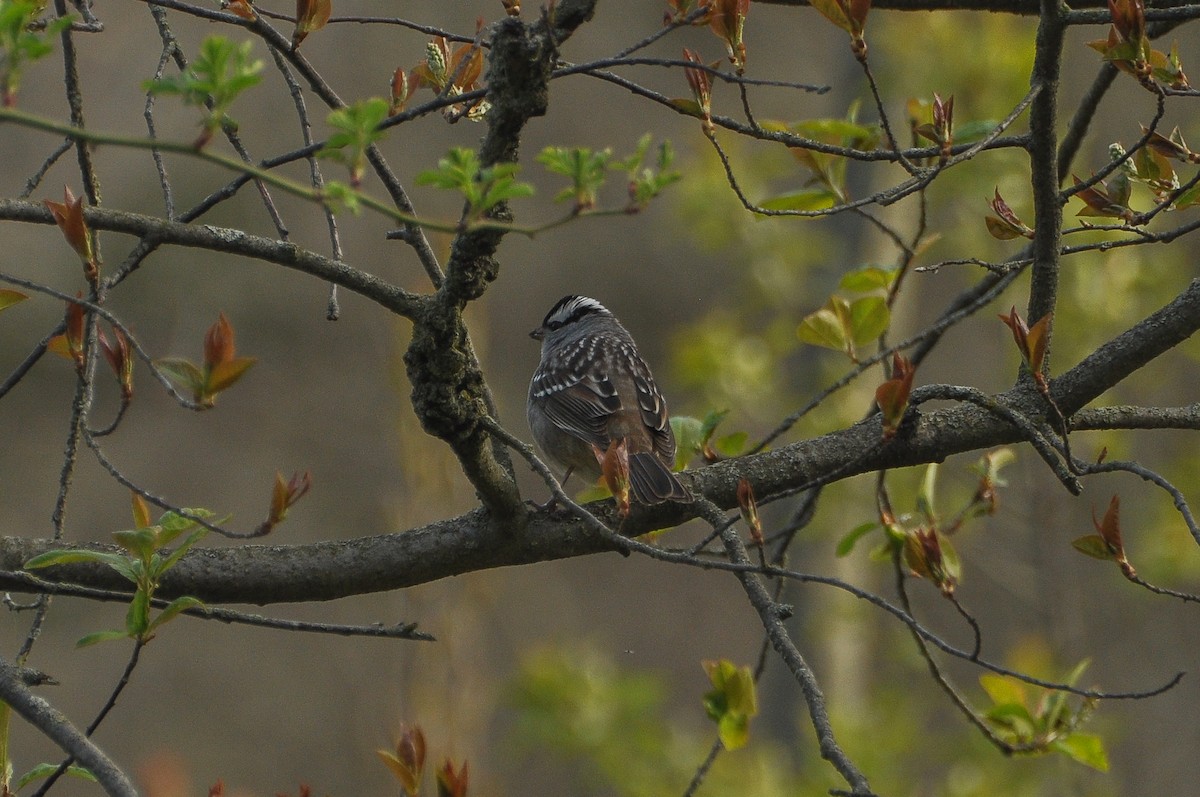 White-crowned Sparrow - Sam Collins