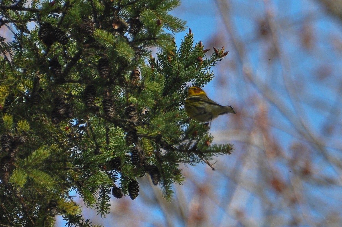 Cape May Warbler - ML618463021