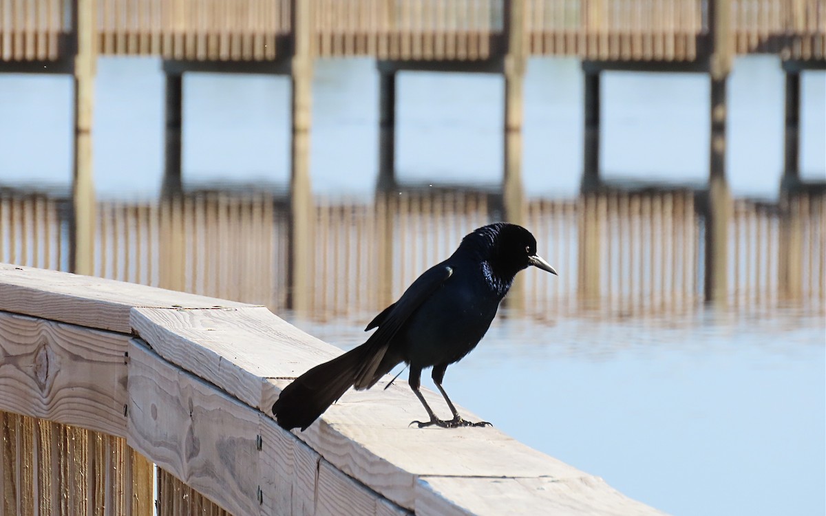 Boat-tailed Grackle - Jim O'Neill