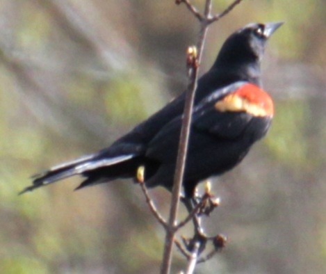 Red-winged Blackbird (Red-winged) - ML618463072