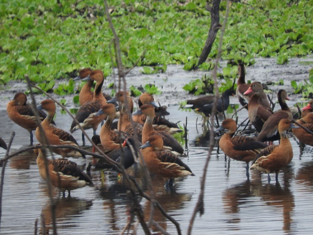 Fulvous Whistling-Duck - ML618463075