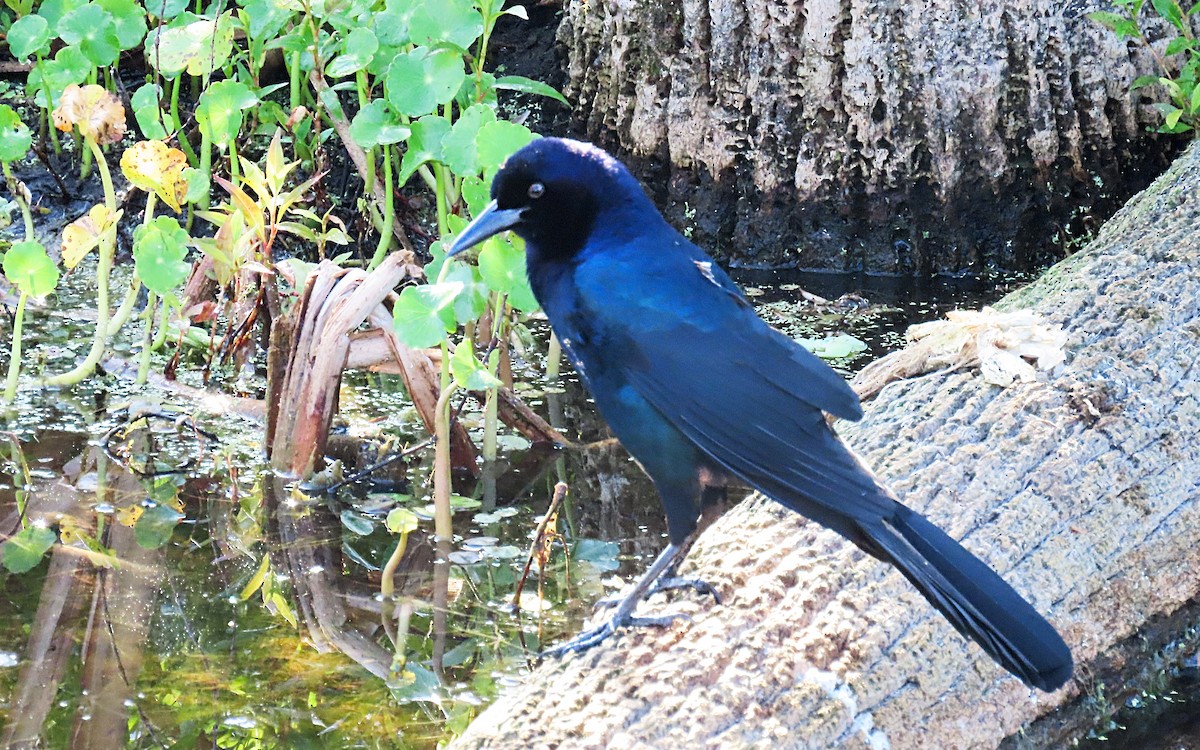 Boat-tailed Grackle - ML618463076