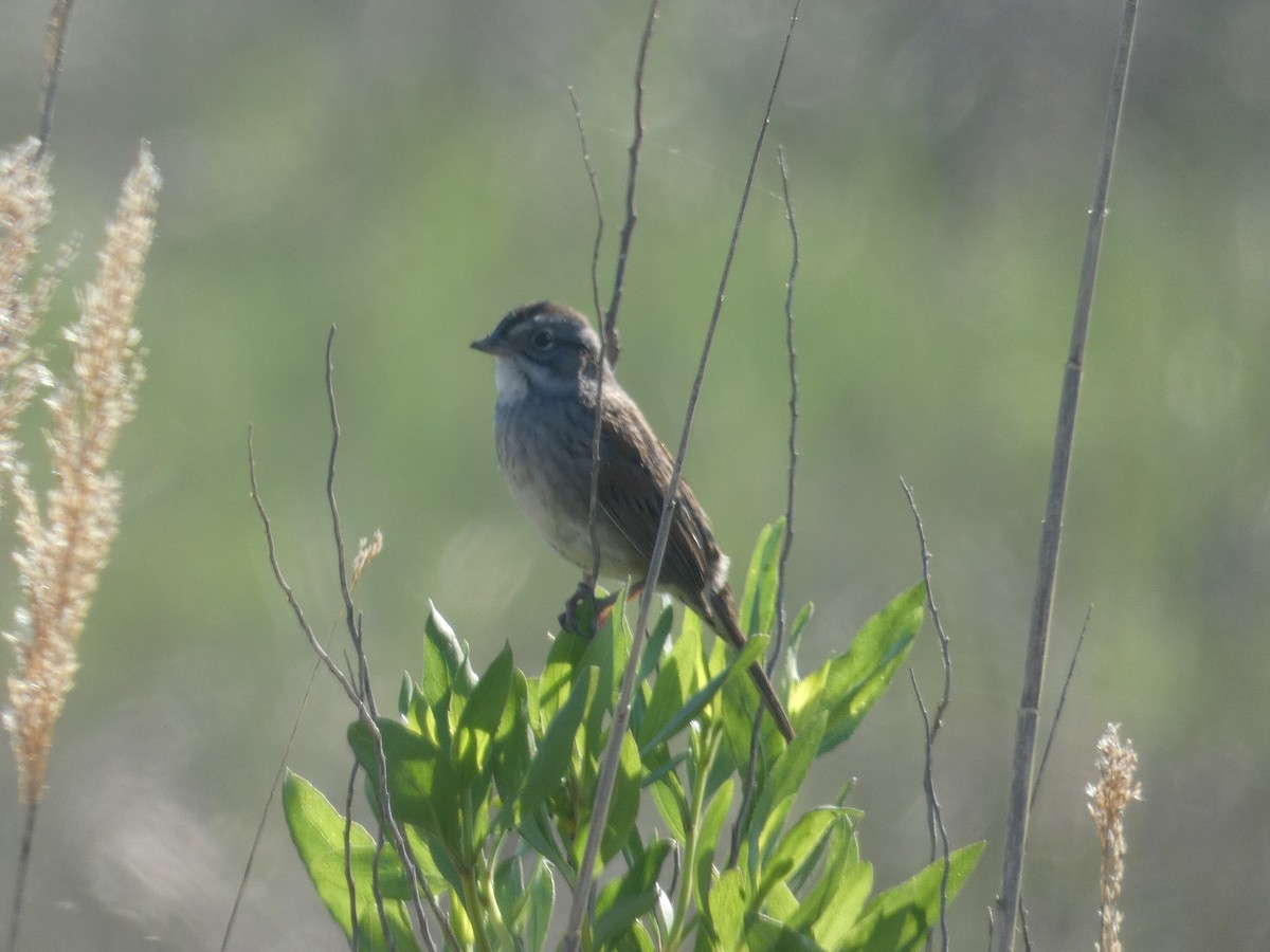 Swamp Sparrow - ML618463085