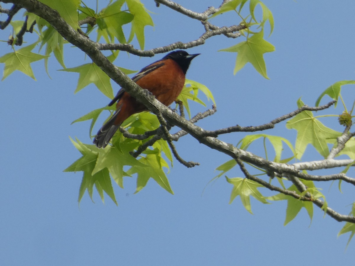 Orchard Oriole - ML618463111