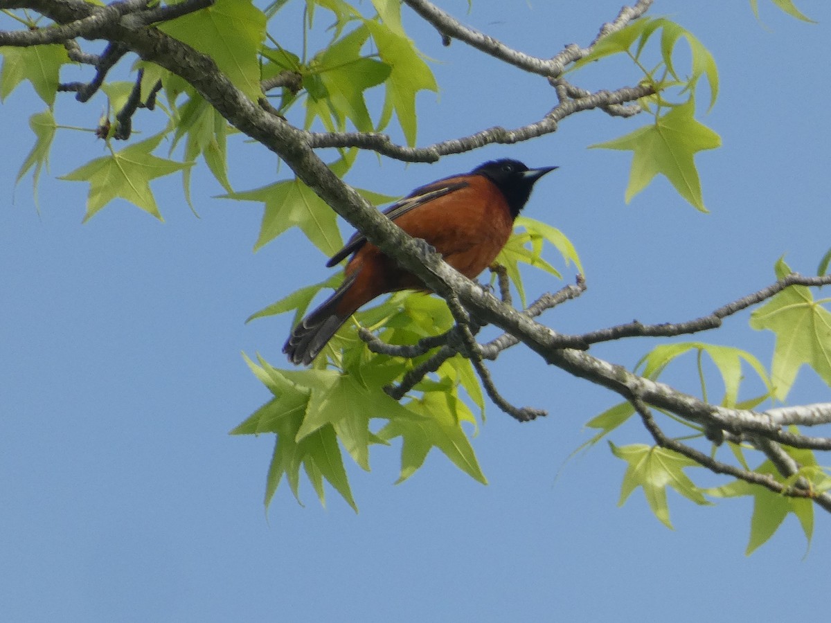 Orchard Oriole - ML618463112