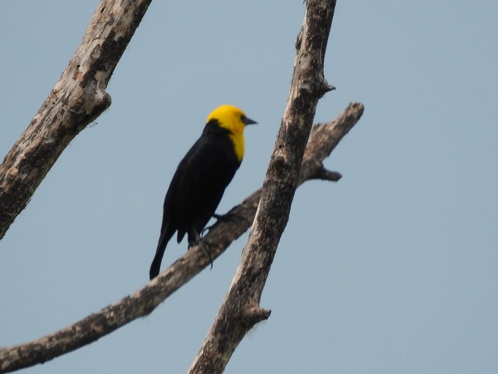 Yellow-hooded Blackbird - ML618463126