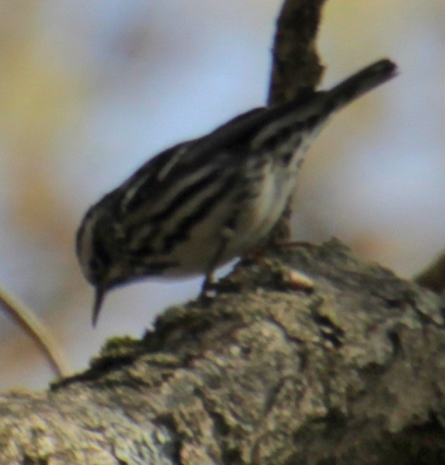Black-and-white Warbler - ML618463142