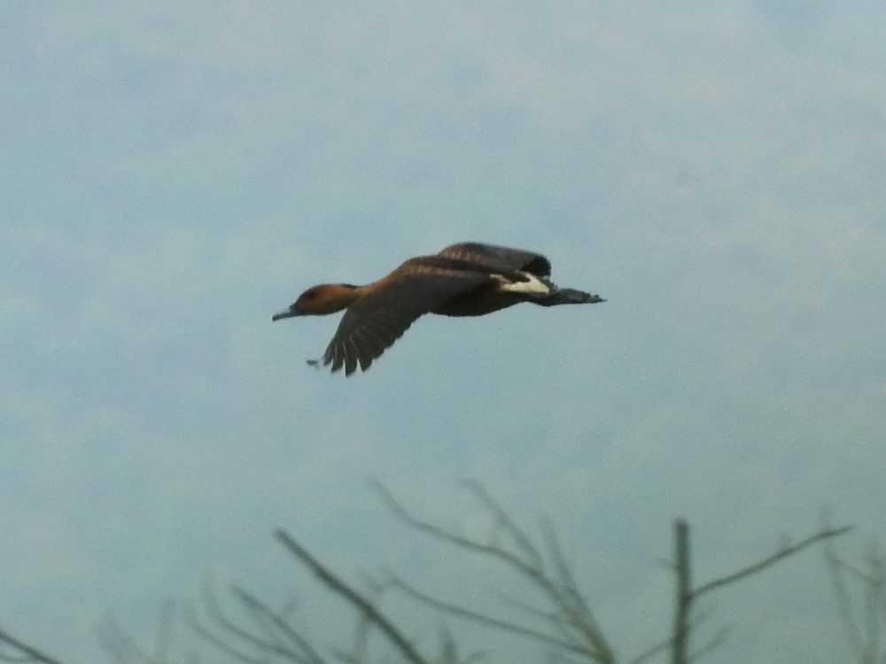 Fulvous Whistling-Duck - ML618463144
