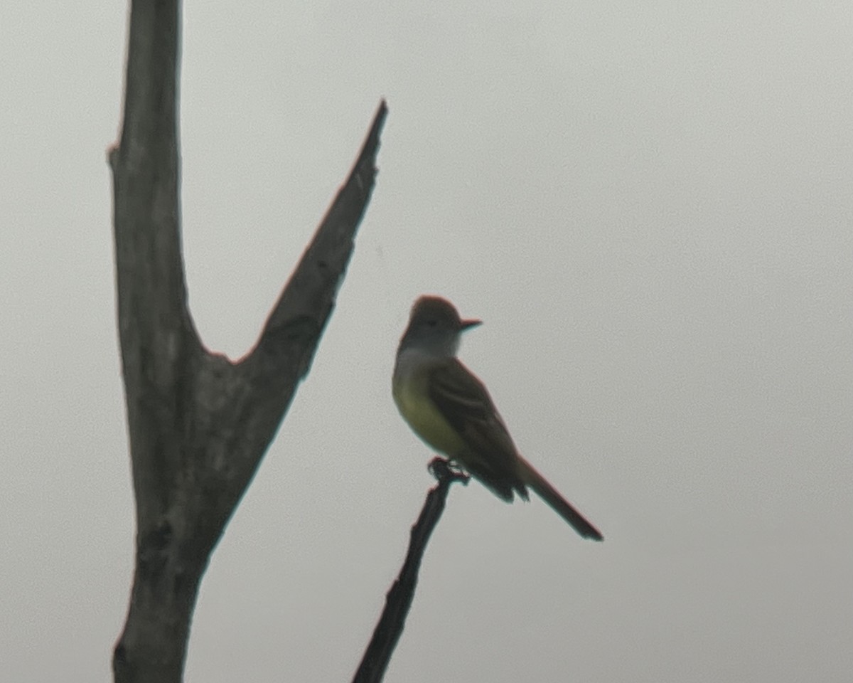 Great Crested Flycatcher - ML618463152