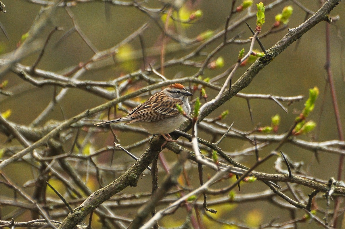 Chipping Sparrow - ML618463162