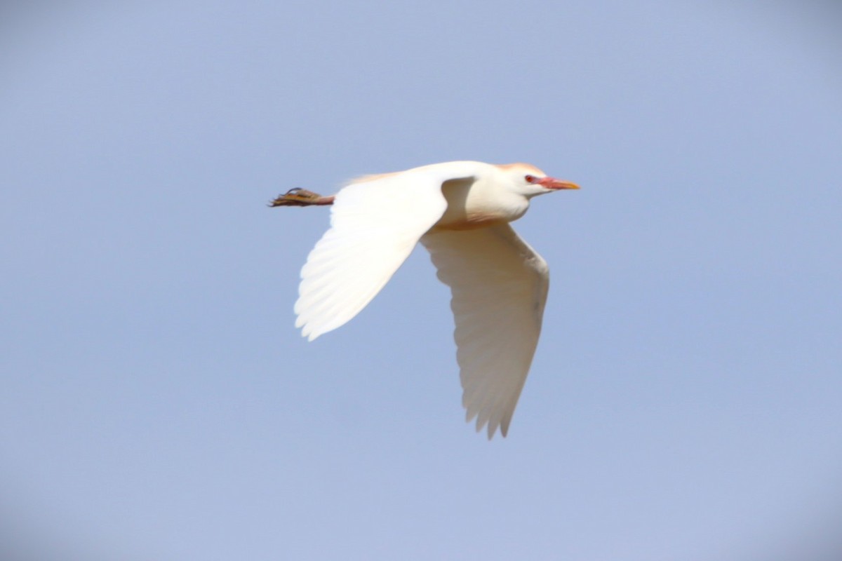 Чапля єгипетська (підвид ibis) - ML618463182