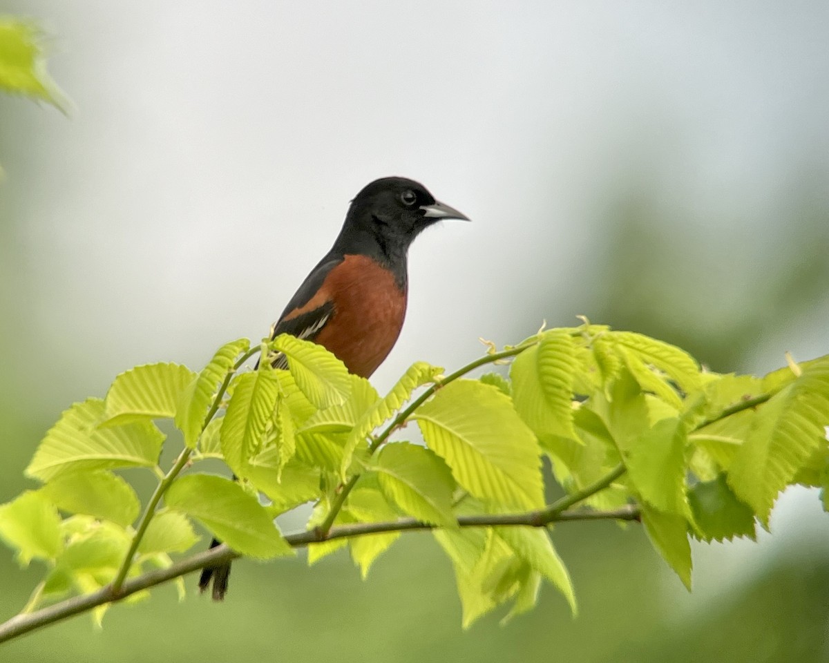 Orchard Oriole - ML618463209