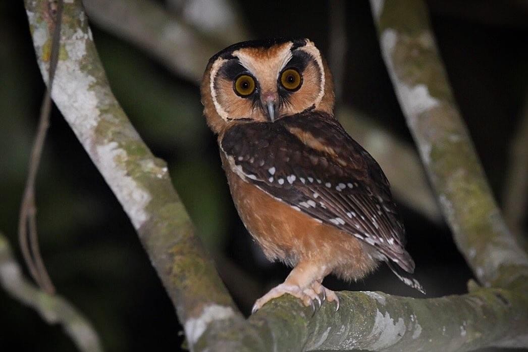 Buff-fronted Owl - ML618463213
