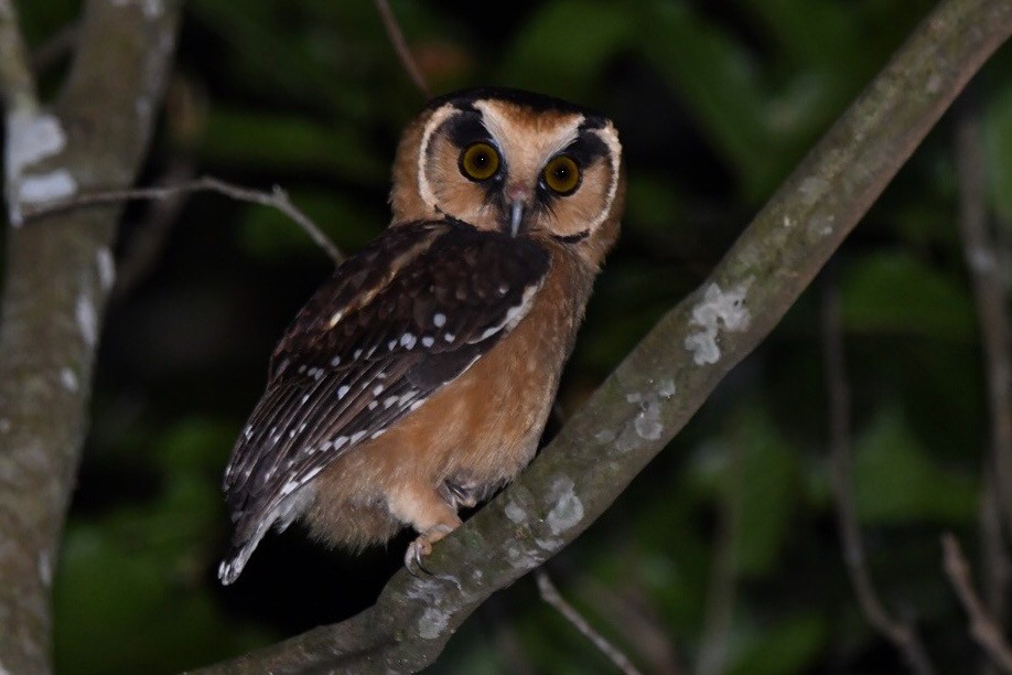 Buff-fronted Owl - ML618463214