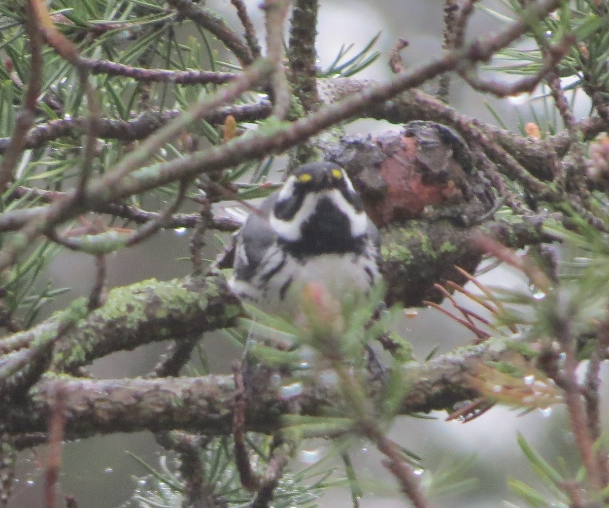 Black-throated Gray Warbler - ML618463221