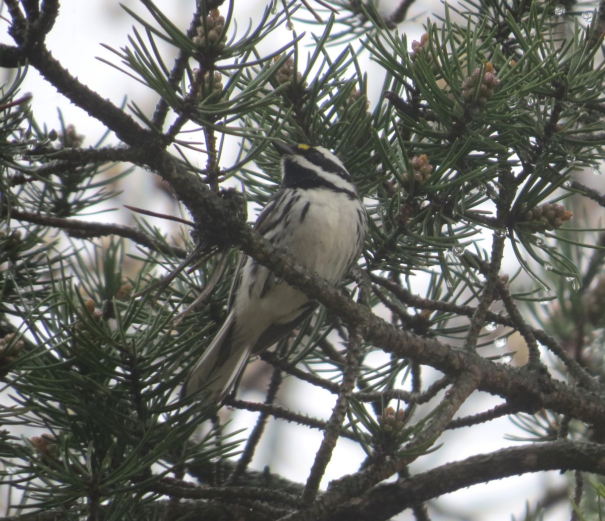 Black-throated Gray Warbler - ML618463222