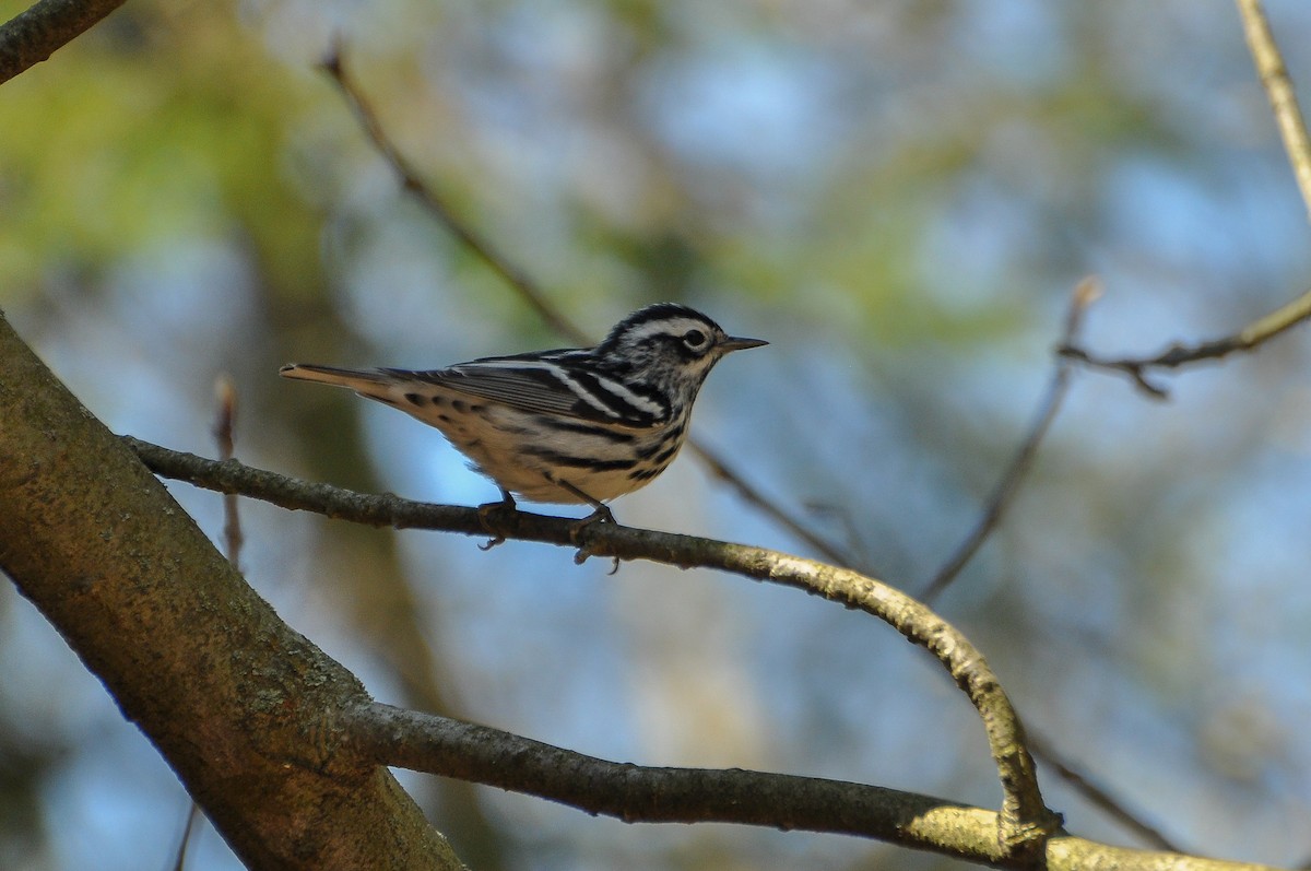 Black-and-white Warbler - ML618463223