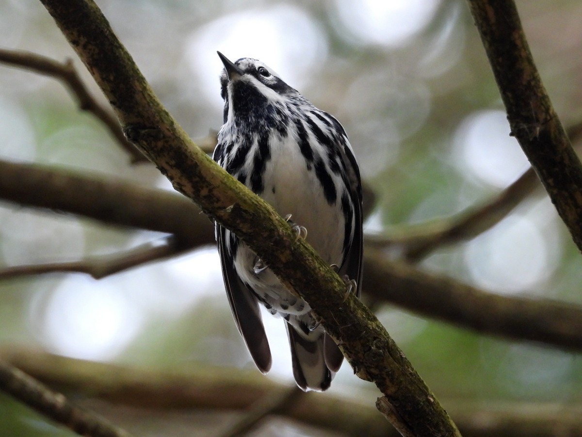 Black-and-white Warbler - ML618463231
