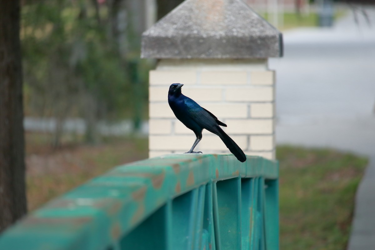 Boat-tailed Grackle - ML618463328