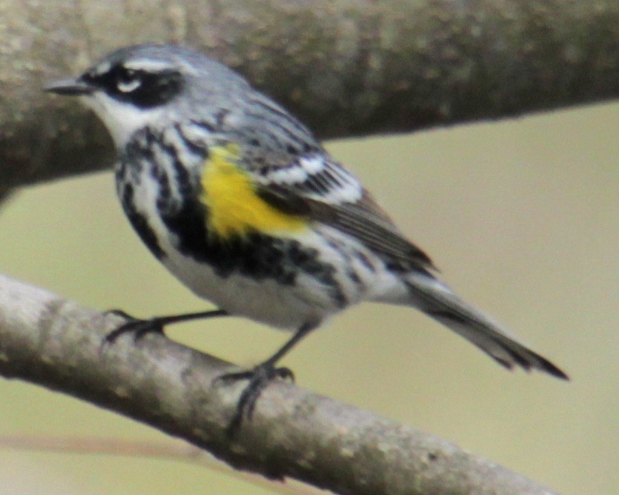 Yellow-rumped Warbler (Myrtle) - ML618463403