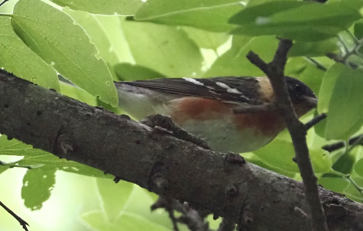 Bay-breasted Warbler - ML618463428