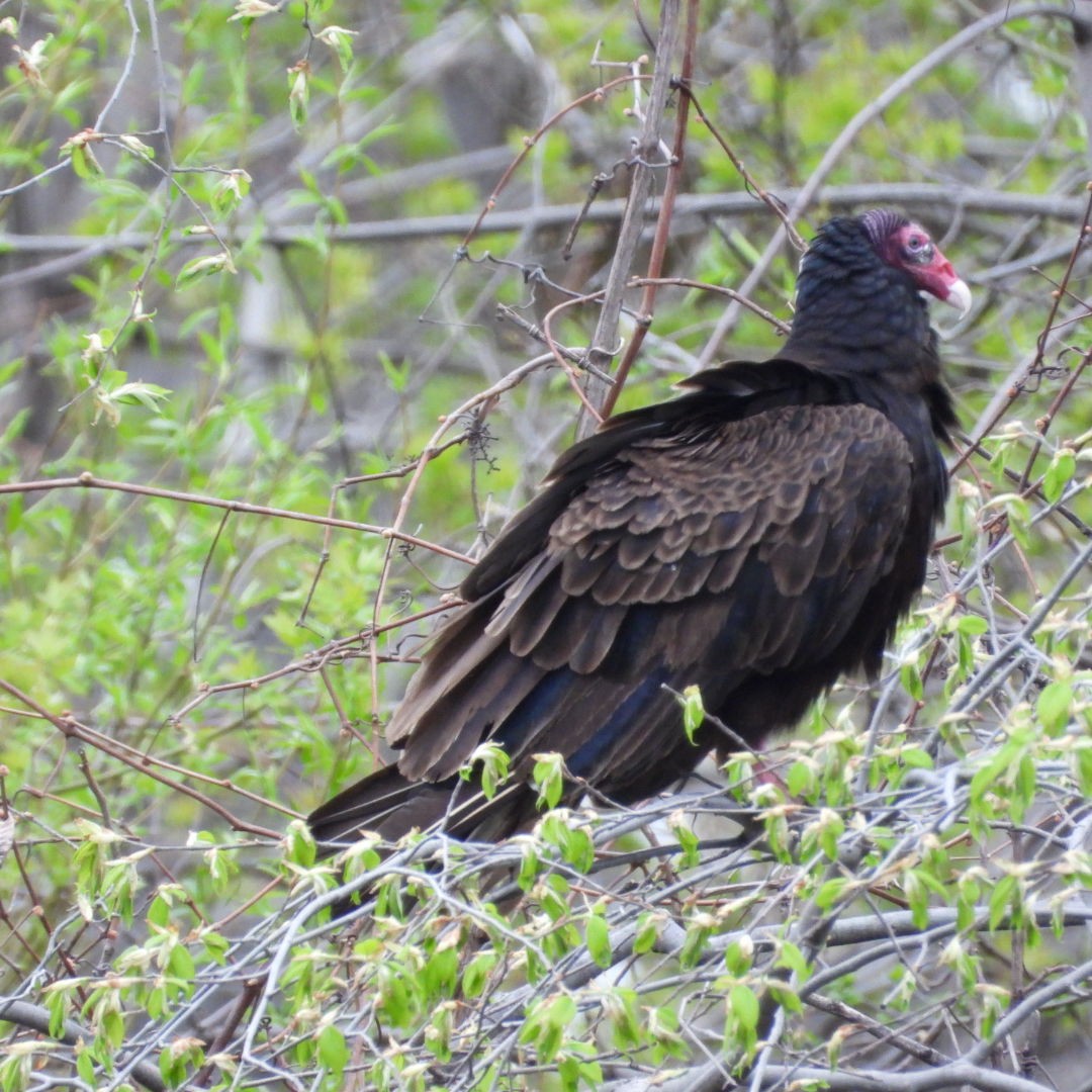 Turkey Vulture - ML618463486