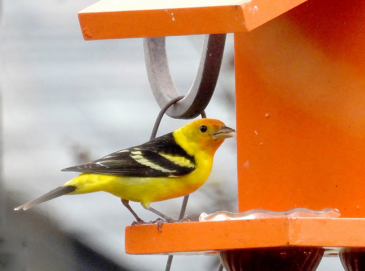 Western Tanager - ML618463525