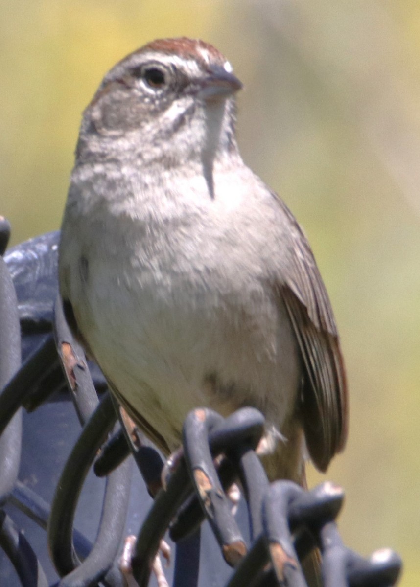 Rufous-crowned Sparrow - ML618463560