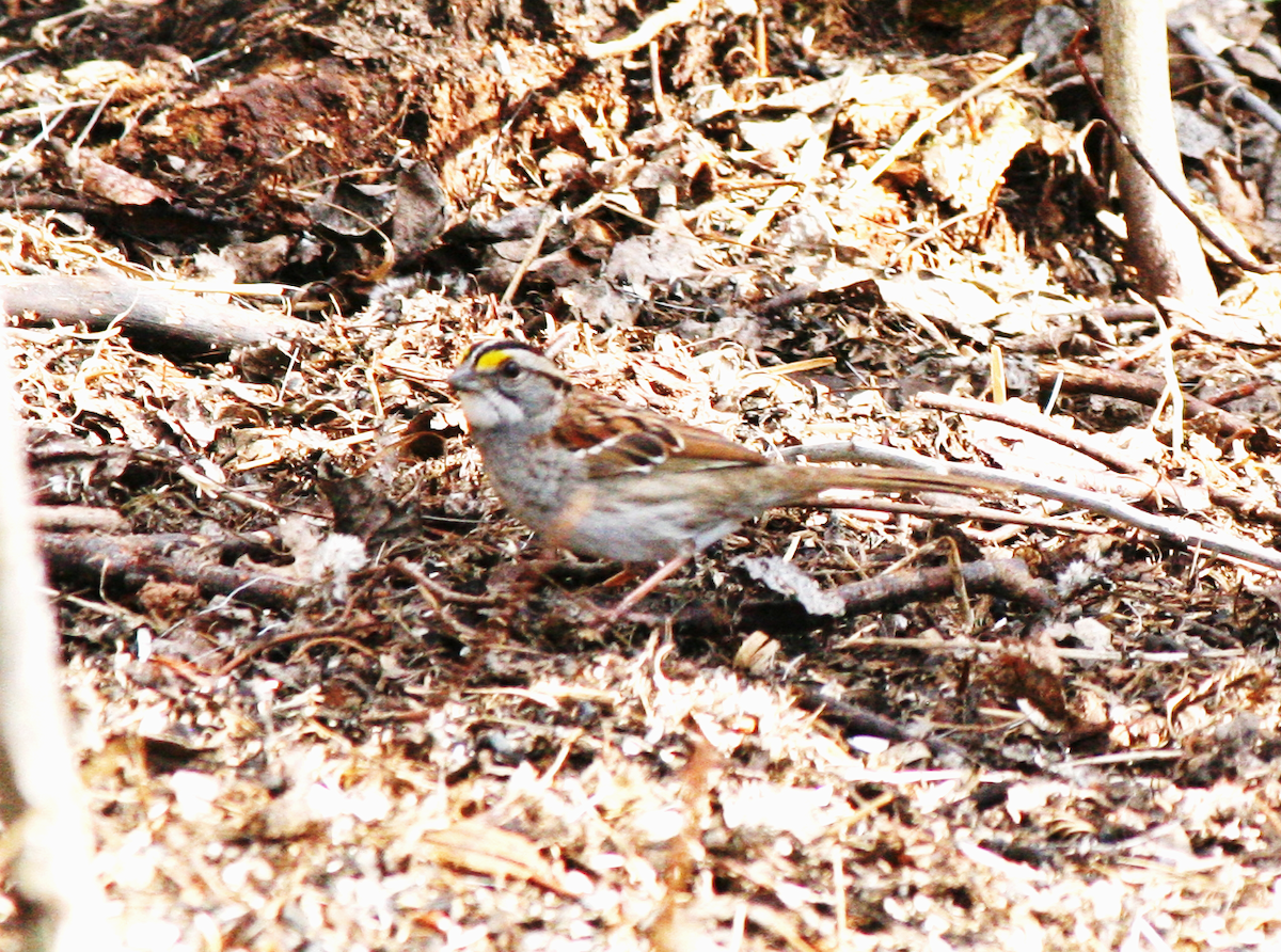 White-throated Sparrow - ML618463622