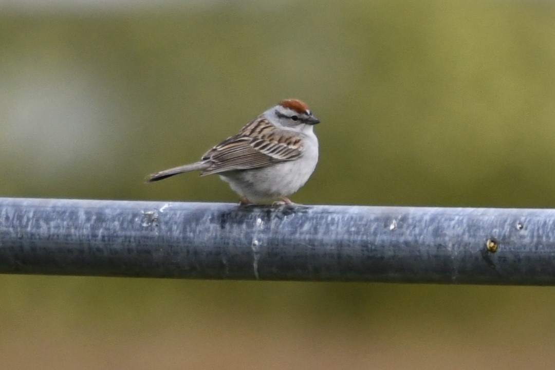 Chipping Sparrow - jeff  allen