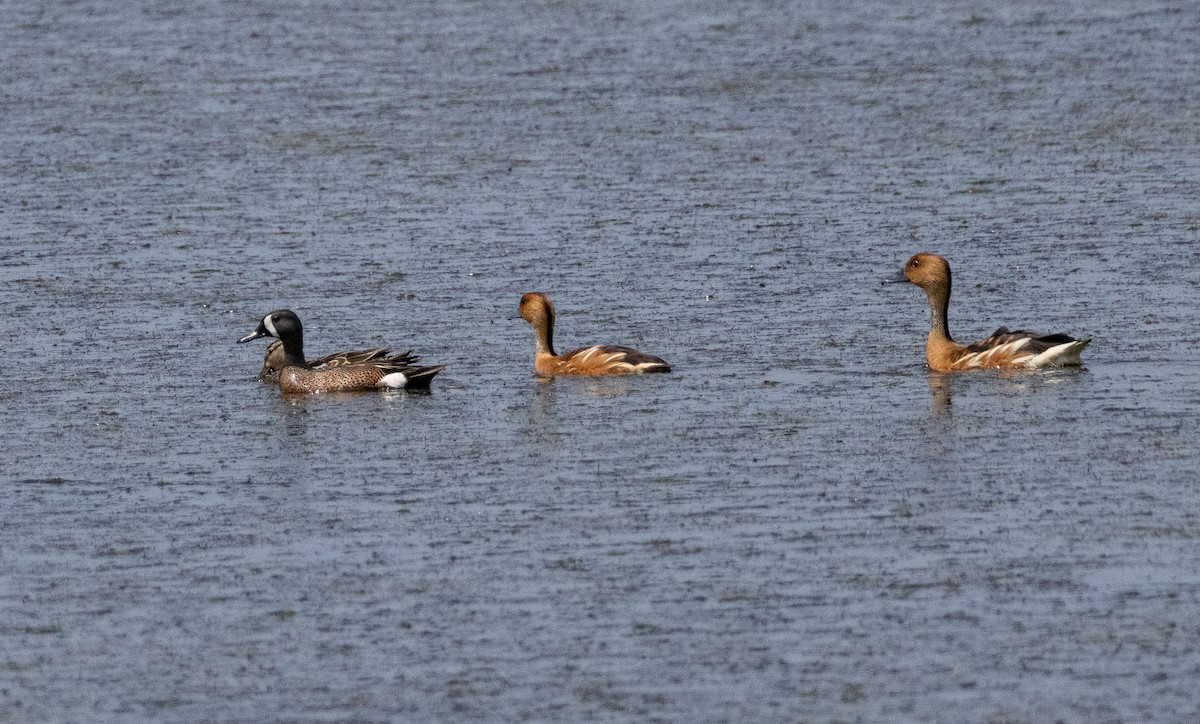Fulvous Whistling-Duck - ML618463643