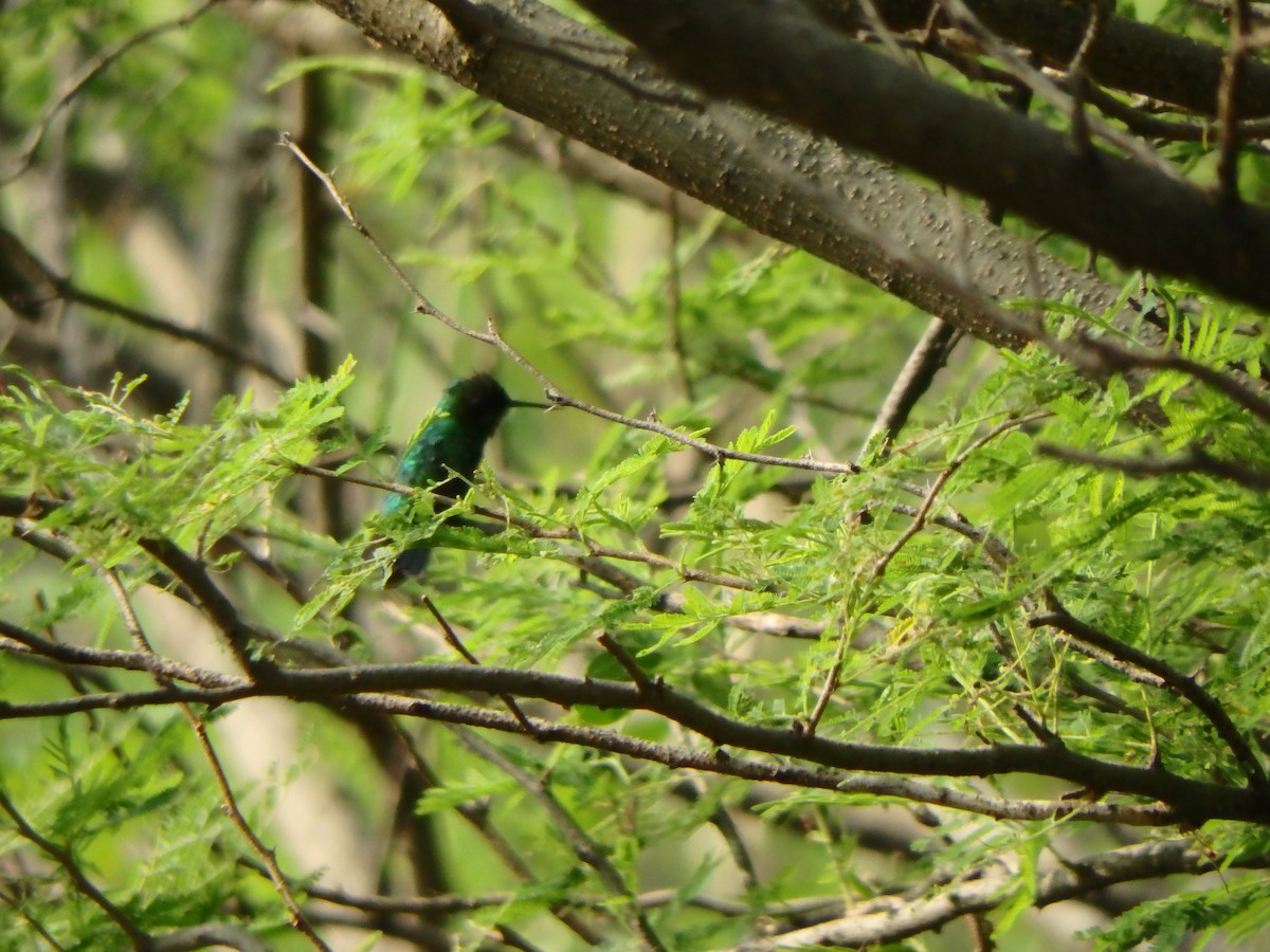 kolibřík modrobradý - ML618463659