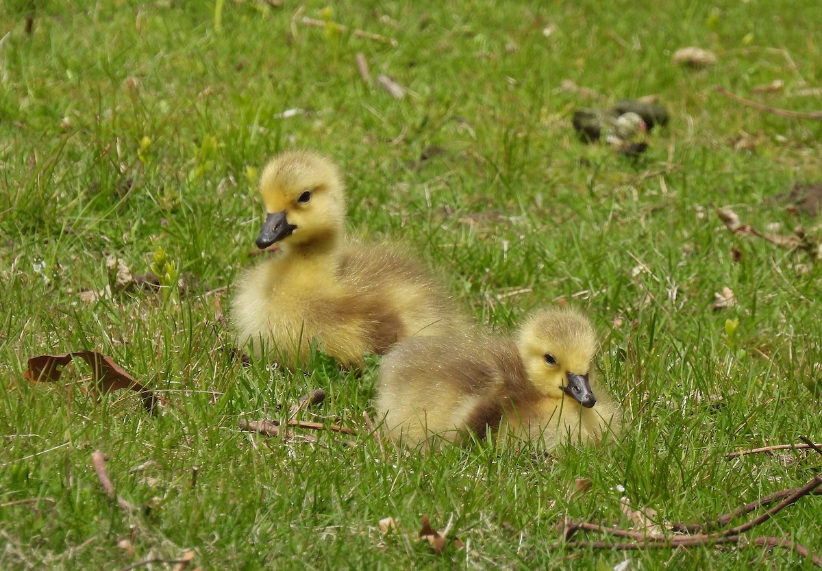 eBird Checklist - 4 May 2024 - Mount Feake Cemetery - 46 species