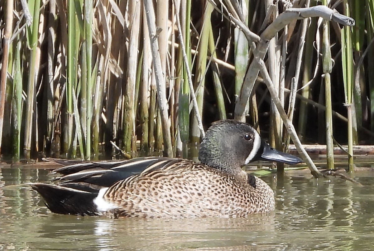 Blue-winged Teal - ML618463692