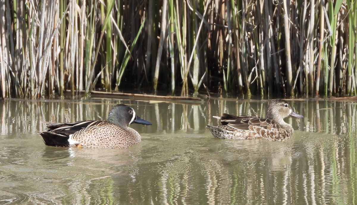 Blue-winged Teal - ML618463693