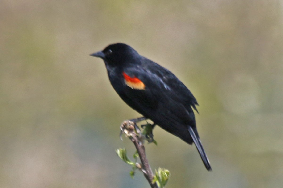 Red-winged Blackbird - ML618463740