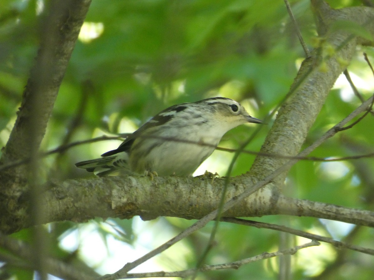 Black-and-white Warbler - ML618463756