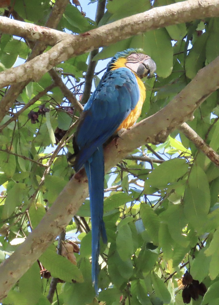 Blue-and-yellow Macaw - ML618463783
