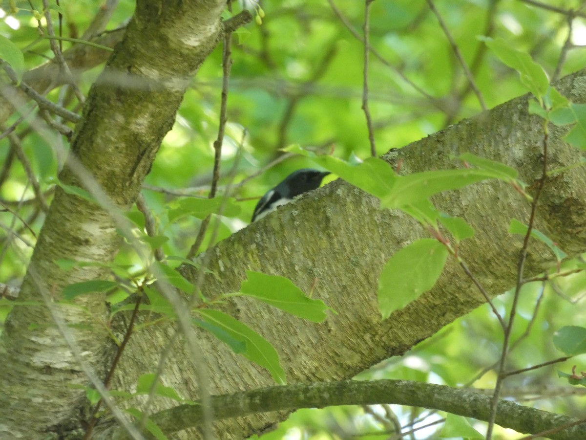 Black-throated Blue Warbler - ML618463785