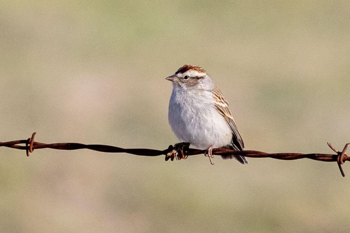 Chipping Sparrow - ML618463831