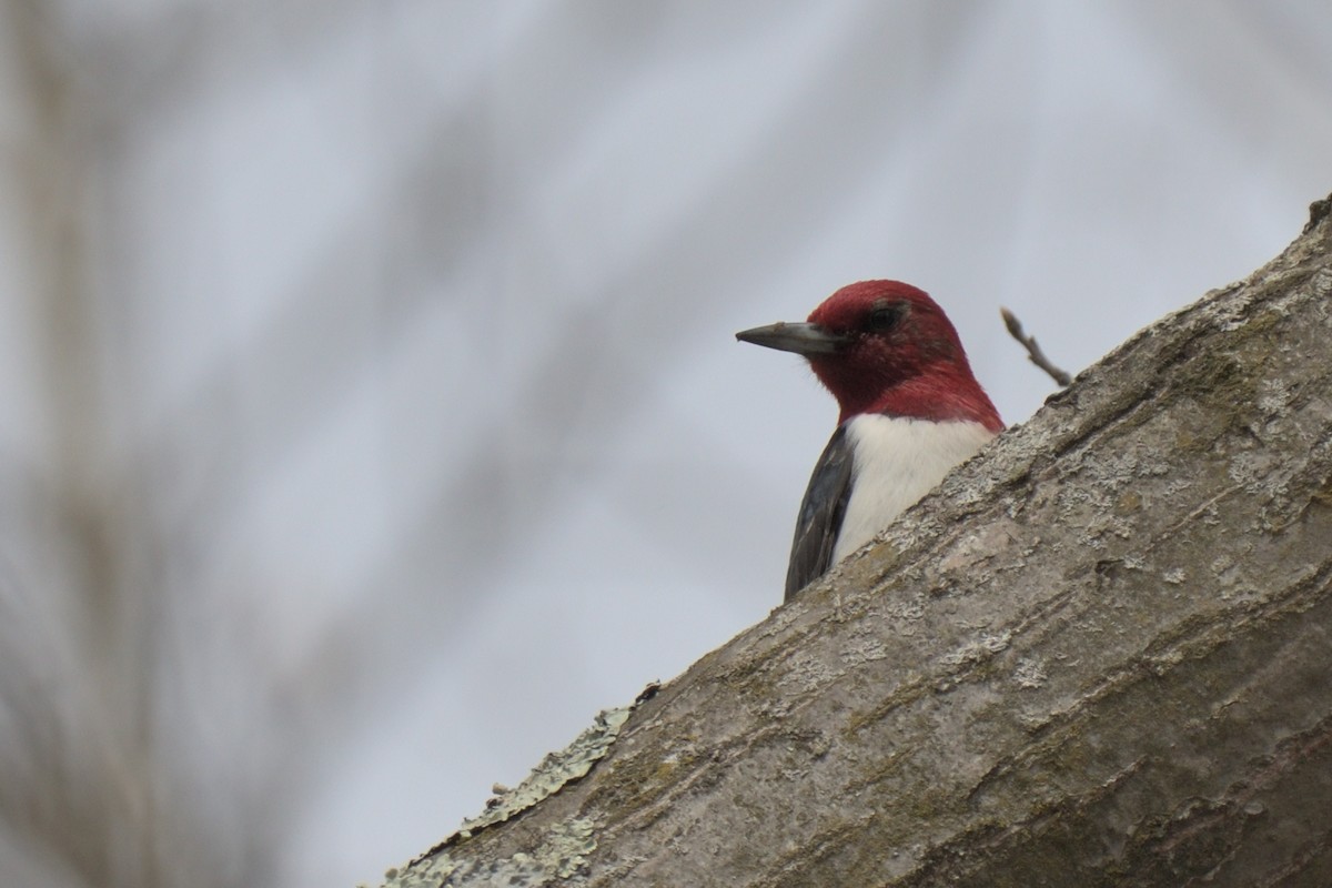 Red-headed Woodpecker - ML618463835