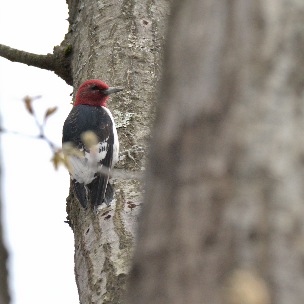 Red-headed Woodpecker - Tom Pirro