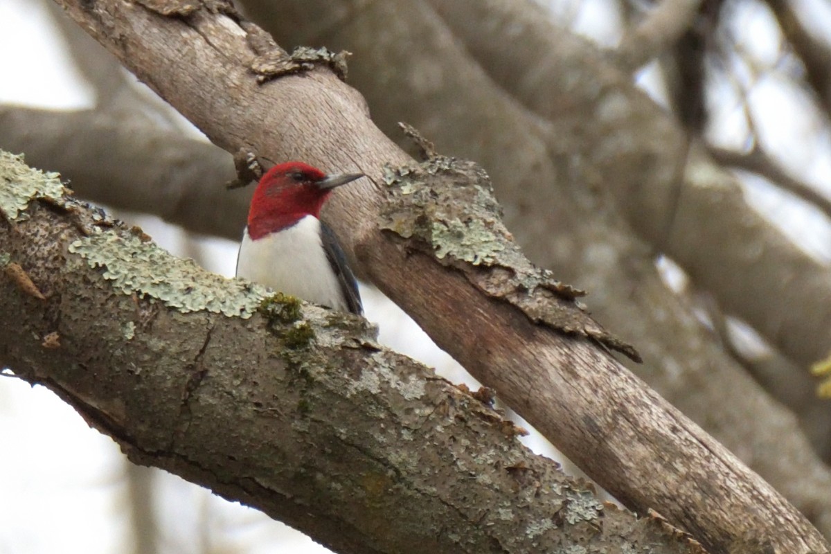 Red-headed Woodpecker - ML618463855